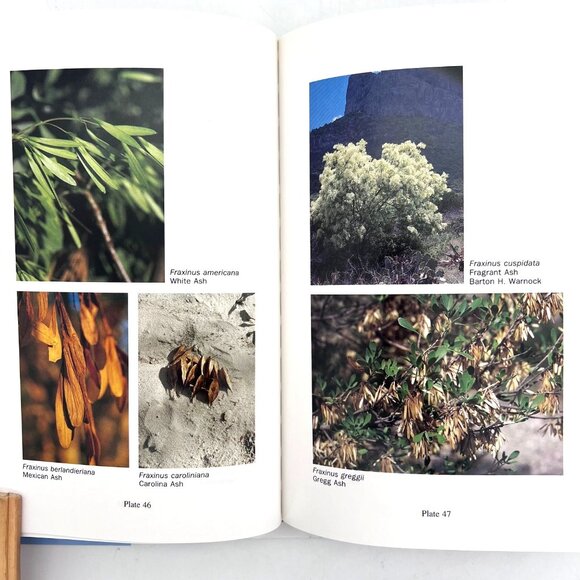 A Field Guide To Texas Trees By Benny J. Simpson Hardcover 1988 Signed by Author - Picture 11 of 16